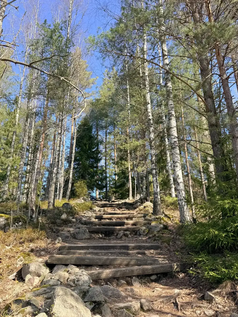 Hiljainen polku suomalaisen metsän keskellä